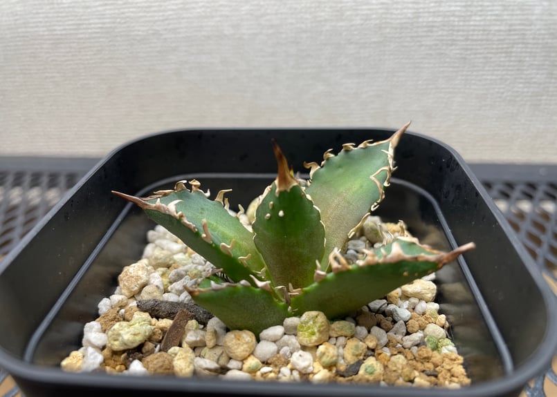 アガベ・チタノタ「赤猫（レッドキャットウィーズル）」裏棘・小型B