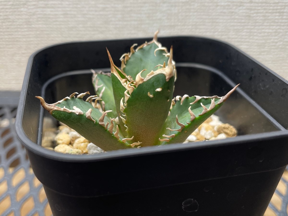 アガベ・チタノタ「赤猫（レッドキャットウィーズル）」裏棘・小型C