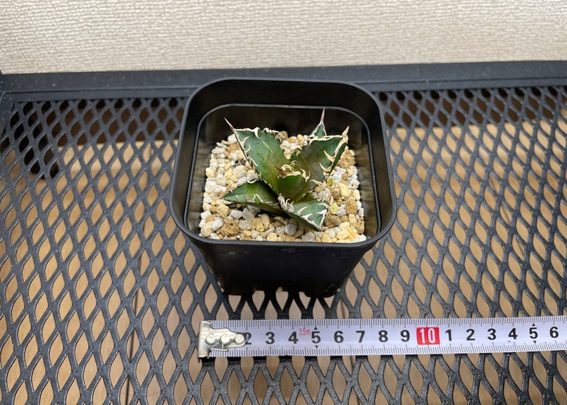 アガベ・チタノタ「赤猫（レッドキャットウィーズル）」裏棘・小型C