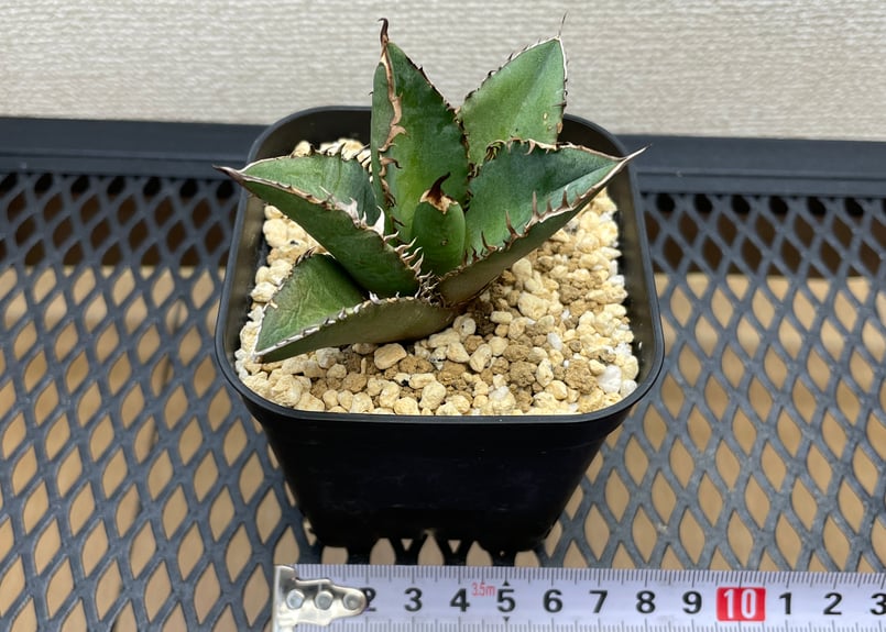 アガベ・チタノタ「白幽霊（ホワイトゴースト）」小型A 台湾輸入・発根