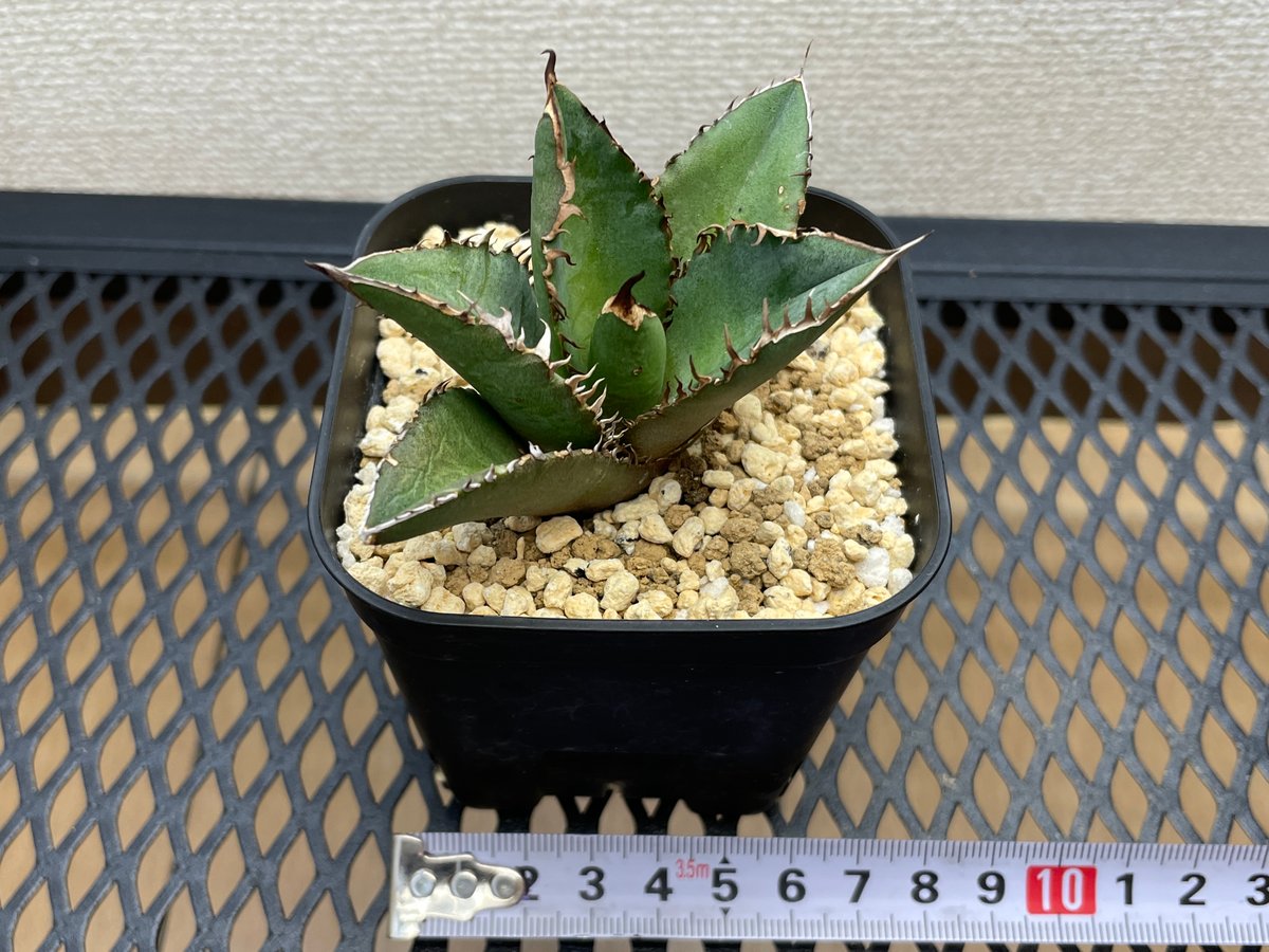 アガベ・チタノタ「白幽霊（ホワイトゴースト）」小型A 台湾輸入・発根