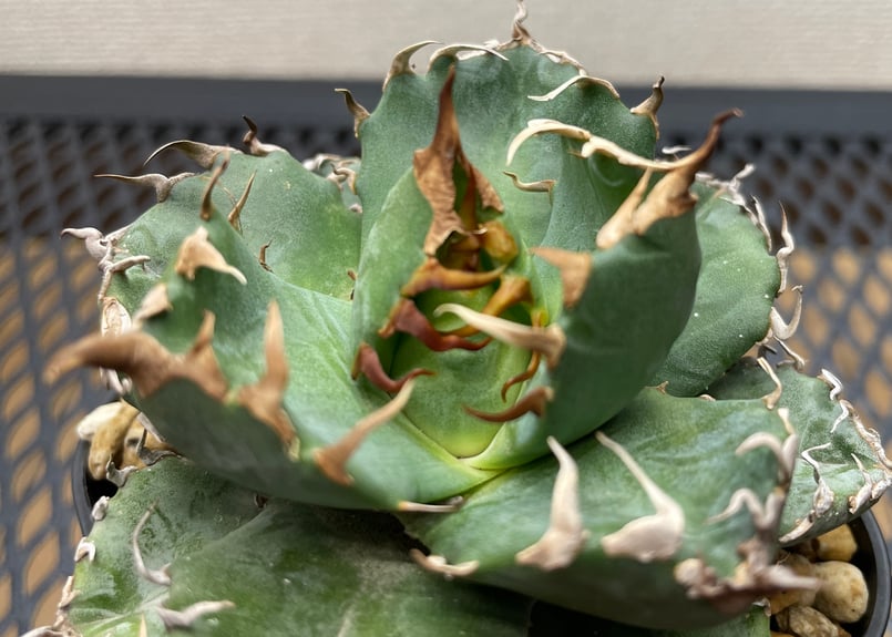 アガベ・チタノタ「魔丸（ままる）」小型A台湾輸入・発根済