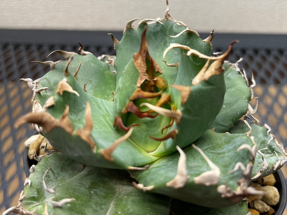 助けてください！【台湾株】アガベチタノタ　魔丸　スパチタ　魔花　ボールタイプ アガベ・チタノタ「魔丸（ままる）」小型A台湾輸入・発根済 | アガベ