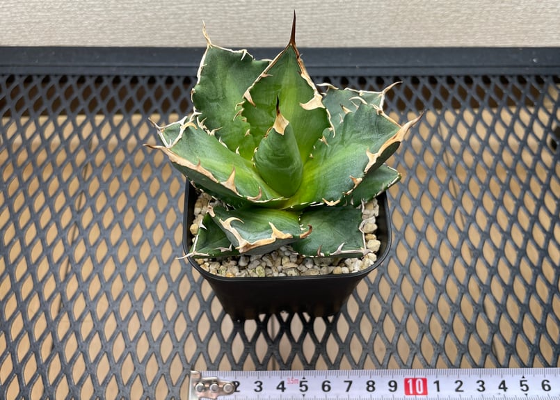 アガベ・チタノタ「黒豹（ブラックパンサー）」小型A 台湾輸入・発根済