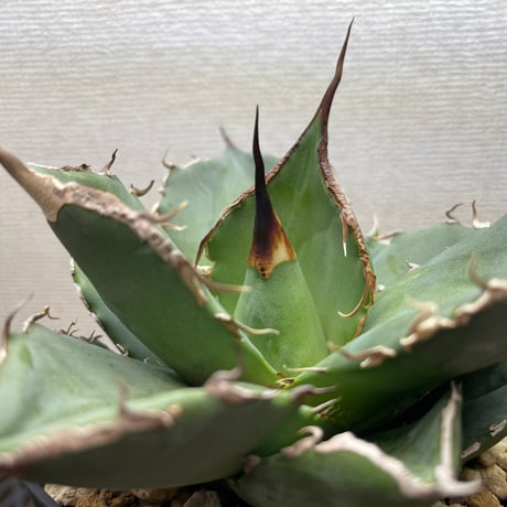 アガベ　チタノタ　鬼爪　発根済み アガベ チタノタ 