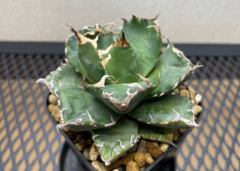 アガベ・チタノタ「魔丸（ままる）」小型A台湾輸入・発根済 | アガベ