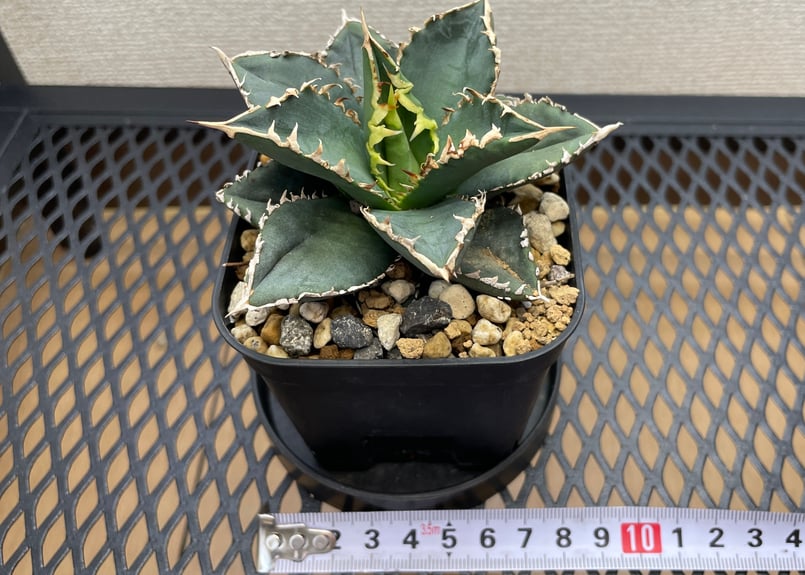 アガベ・チタノタ「狼人（Werewolf）」小型A台湾輸入・発根済 | アガベ