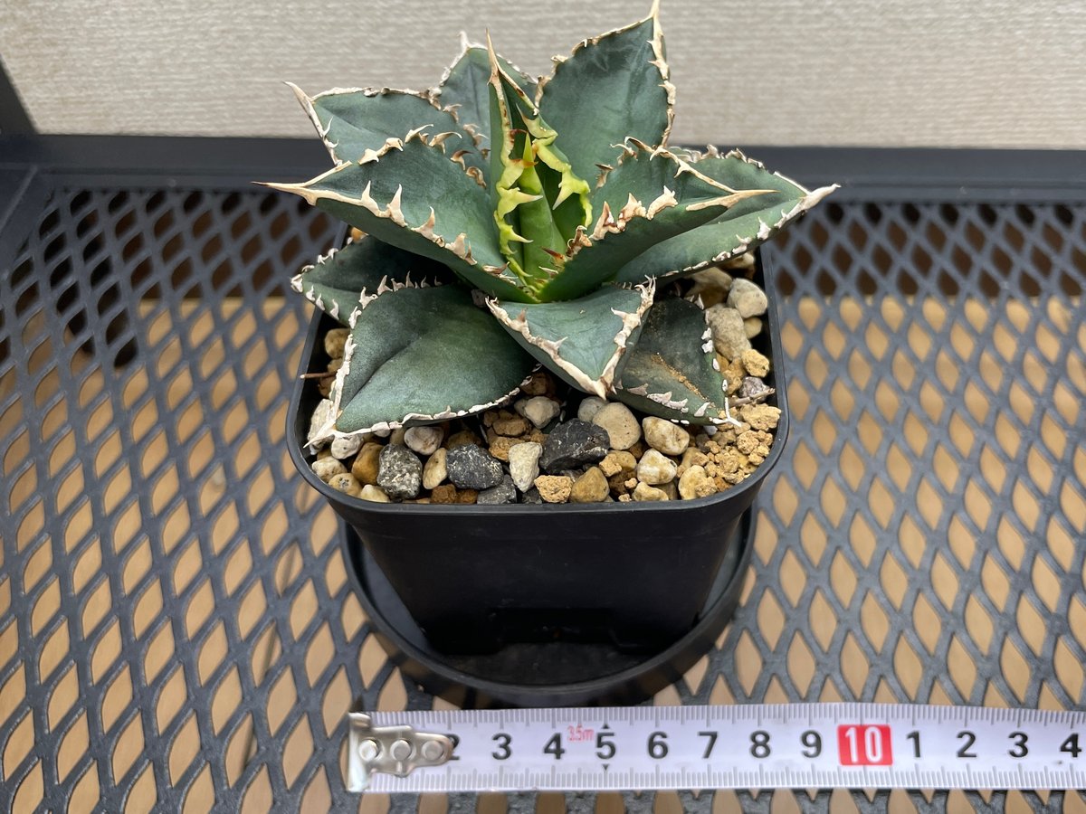 アガベ・チタノタ「狼人（Werewolf）」小型A台湾輸入・発根済 | アガベ