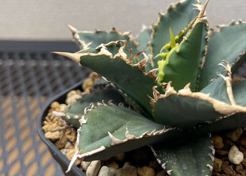 アガベ・チタノタ「狼人（Werewolf）」小型A台湾輸入・発根済 | アガベ