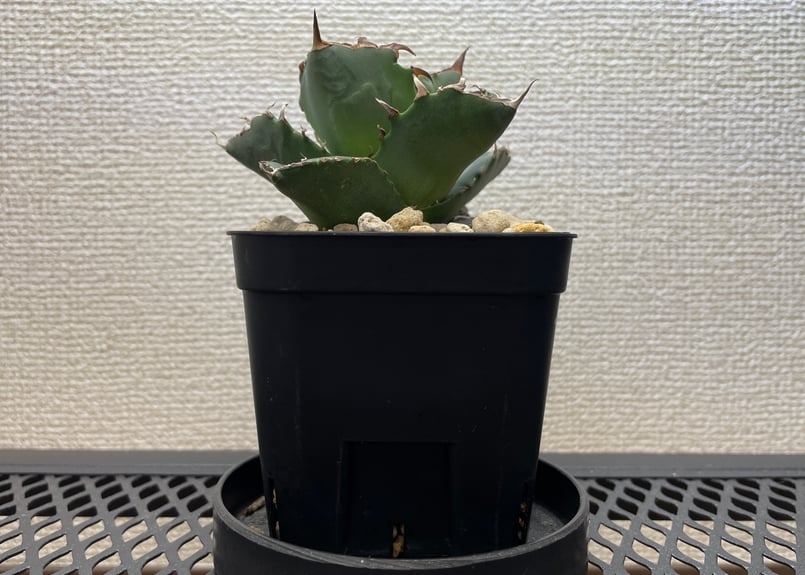 緑犀牛　アガベ チタノタ 巌龍 緑犀牛 アガベ チタノタ 巌龍