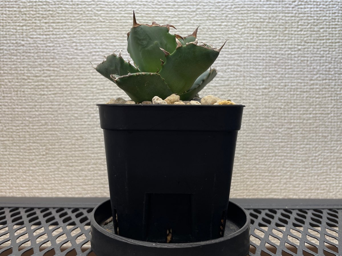 緑犀牛 OC子株① fit=scale-down,w=1200