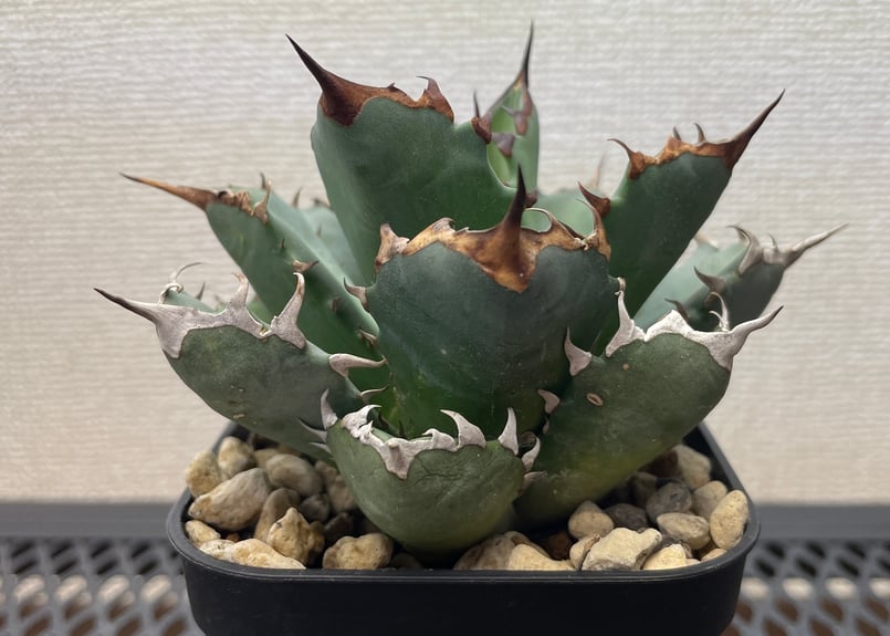 アガベ 姫厳龍 標本株 アガベ・姫厳竜 | trigger