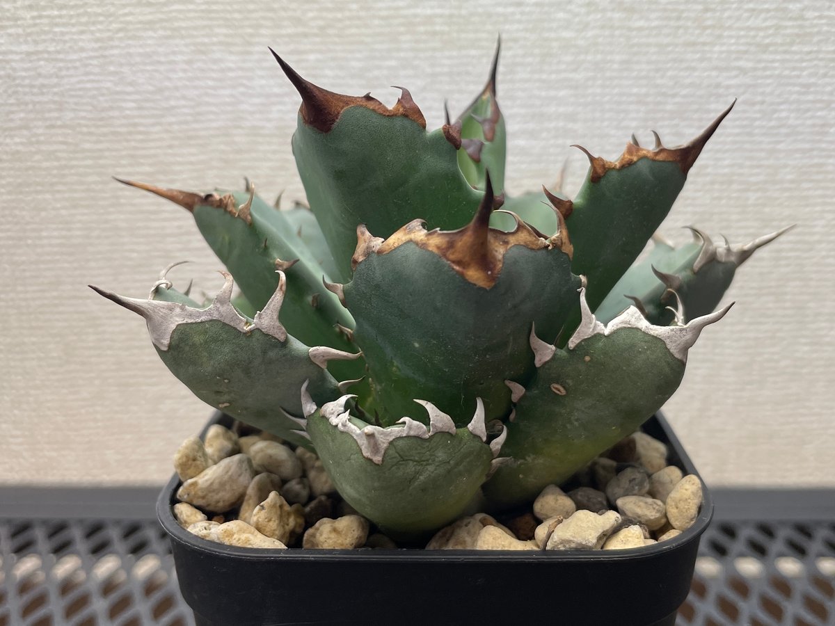 アガベ・チタノタ「姫厳龍（ひめげんりゅう）」小型A台湾輸入・発根済