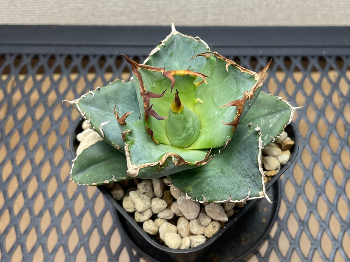 fit=scale-down,w=1200