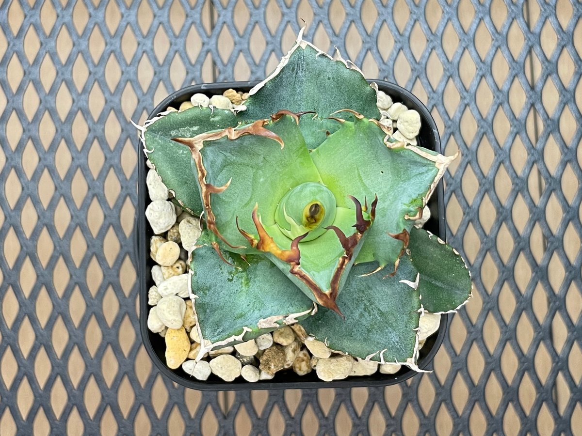 アガベ　チタノタ緑犀牛 アガベ チタノタ 緑犀牛 | hanayoshi-botanical