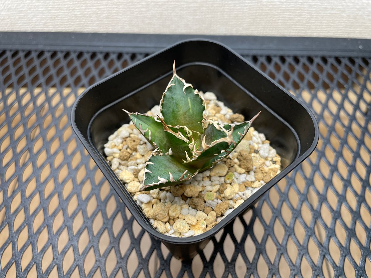 アガベ・チタノタ「赤猫（レッドキャットウィーズル）」裏棘・小型C