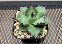 アガベ・チタノタ「白幽霊（ホワイトゴースト）」小型A 台湾輸入・発根