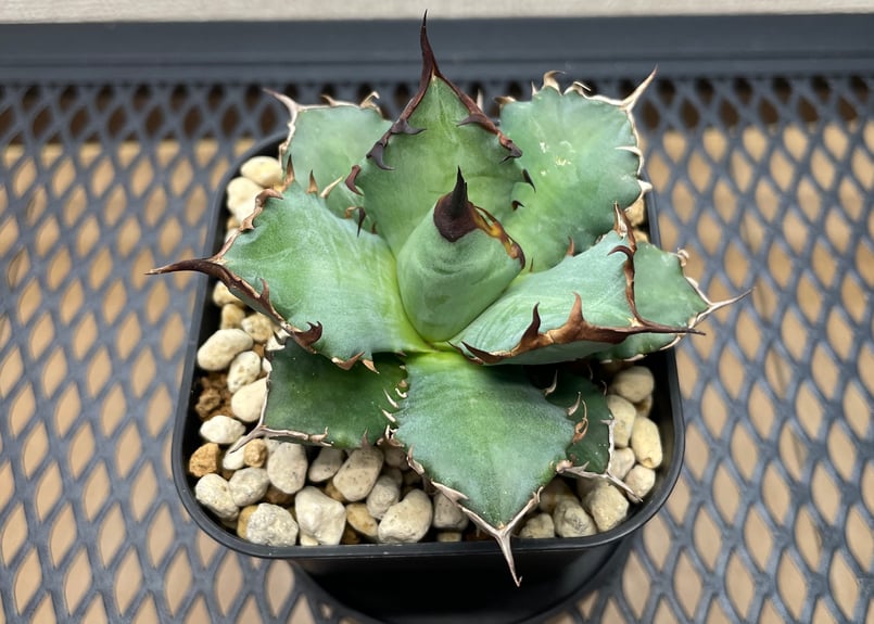 アガベ・チタノタ「姫厳龍（ひめげんりゅう）」小型B台湾輸入・発根済
