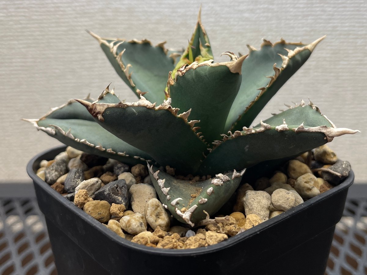 アガベ・チタノタ「狼人（Werewolf）」小型A台湾輸入・発根済 | アガベ