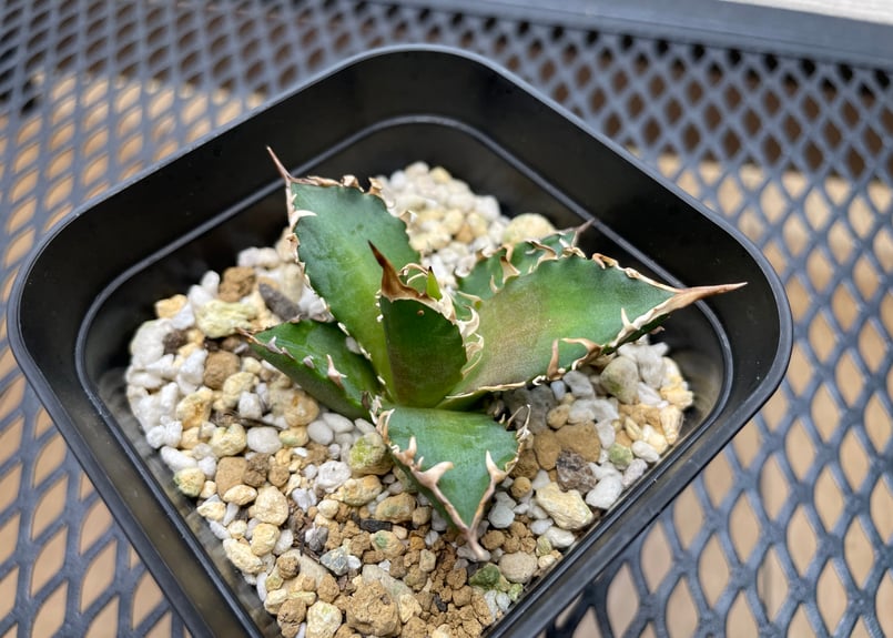 アガベ・チタノタ「赤猫（レッドキャットウィーズル）」裏棘・小型B