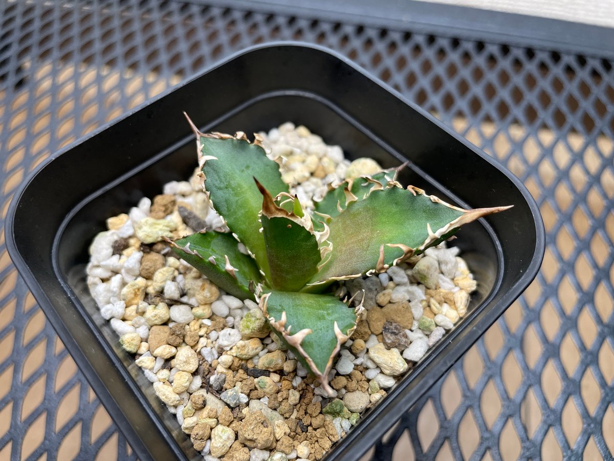 アガベ・チタノタ「赤猫（レッドキャットウィーズル）」裏棘・小型B