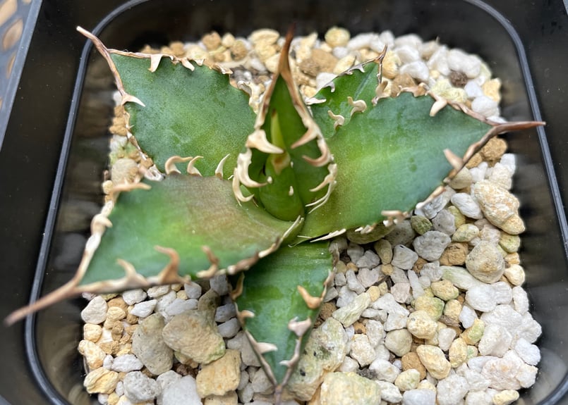 アガベ・チタノタ「赤猫（レッドキャットウィーズル）」裏棘・小型B