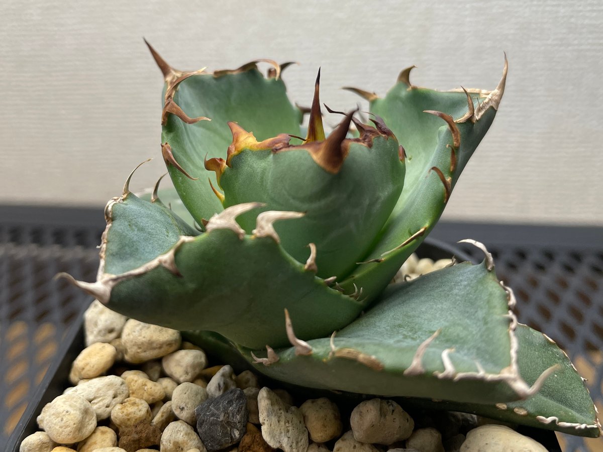 アガベ　チタノタ緑犀牛 アガベ チタノタ 緑犀牛/ Dragon Agave産 GR-01 | アガベ専門店