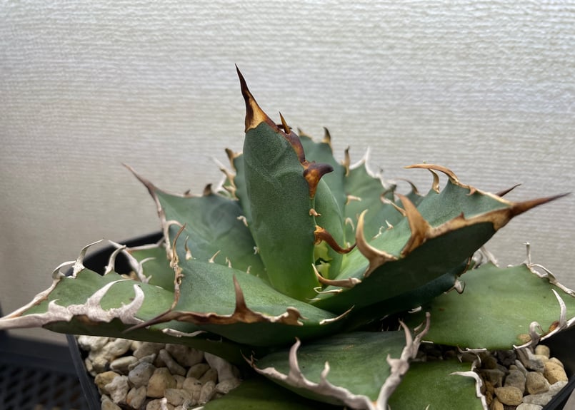 アガベ チタノタ シーザー 【台湾輸入】