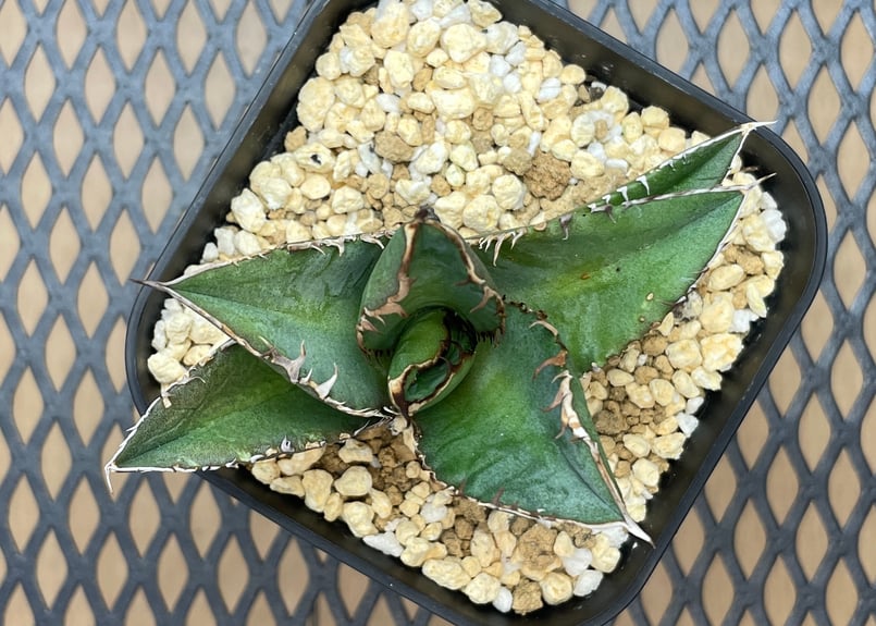 アガベ・チタノタ「白幽霊（ホワイトゴースト）」小型A 台湾輸入・発根