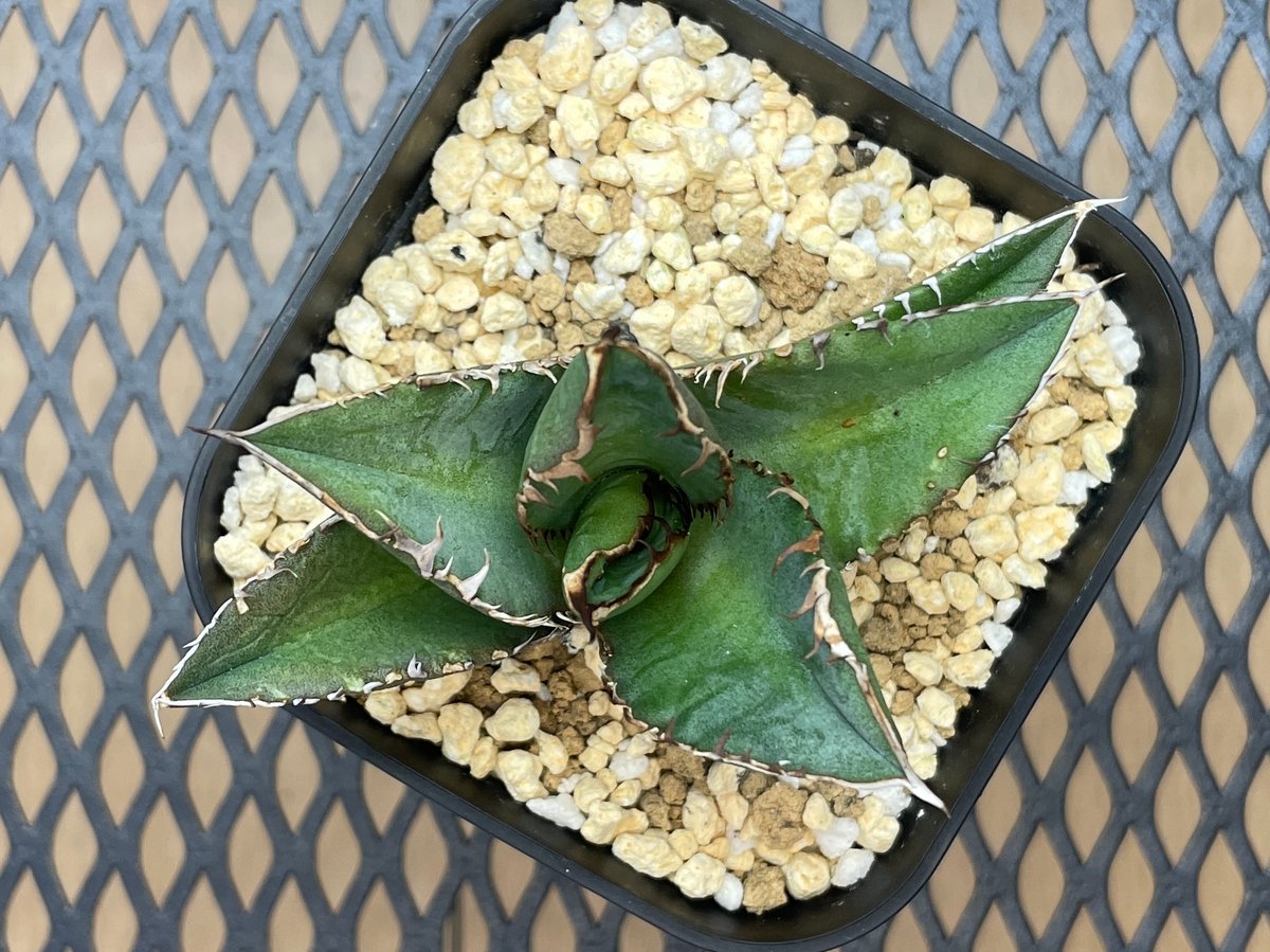 アガベ・チタノタ「白幽霊（ホワイトゴースト）」小型A 台湾輸入・発根