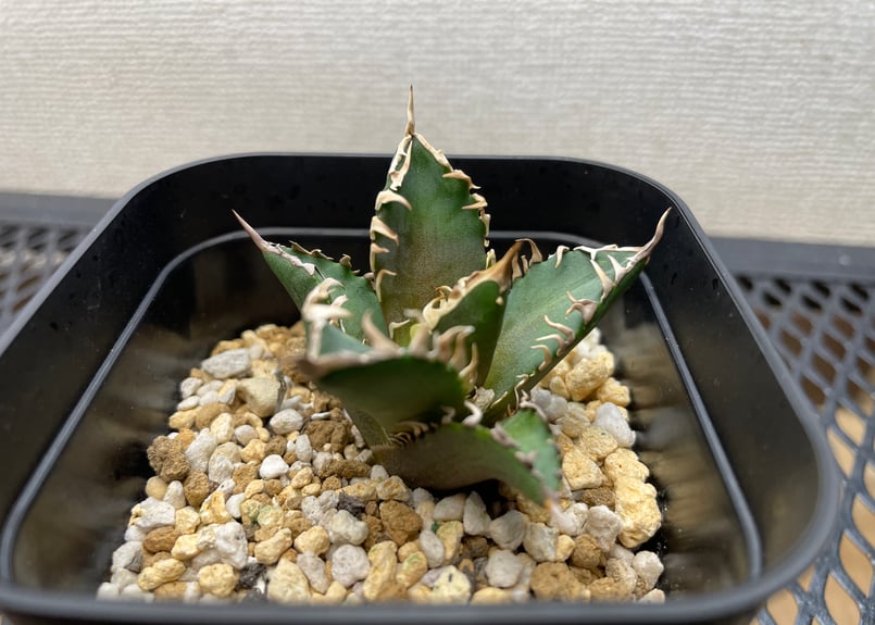 アガベ・チタノタ「赤猫（レッドキャットウィーズル）」裏棘・小型C