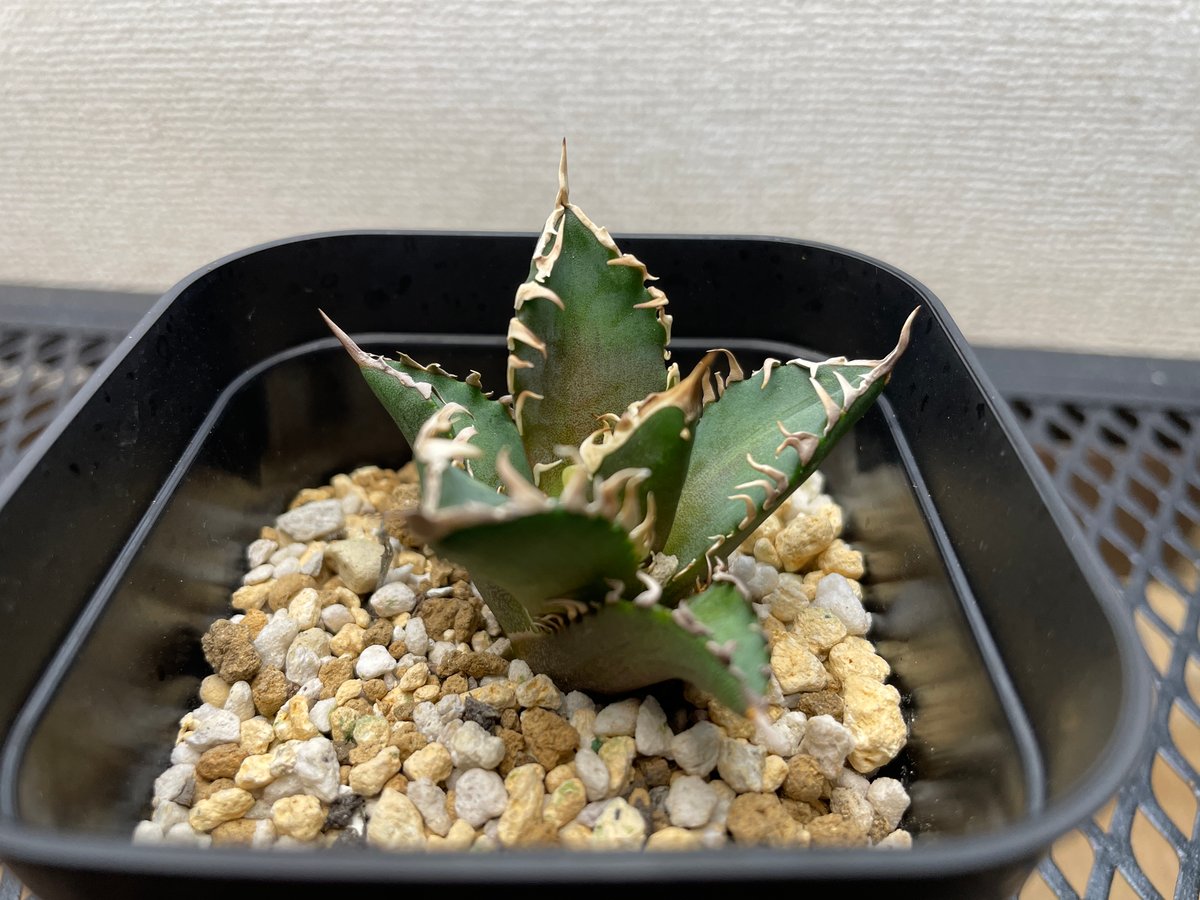 アガベ・チタノタ「赤猫（レッドキャットウィーズル）」裏棘・小型C