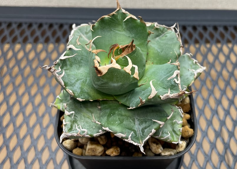 アガベ・チタノタ「魔丸（ままる）」小型A台湾輸入・発根済 | アガベ