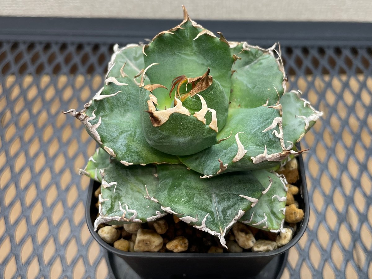 【コレクション株】アガベ　チタノタ　魔丸　中株　良型 アガベ・チタノタ「魔丸（ままる）」小型A台湾輸入・発根済