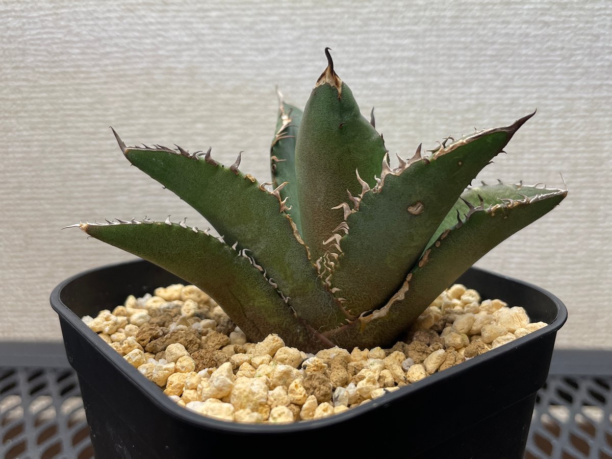 アガベ・チタノタ「白幽霊（ホワイトゴースト）」小型A 台湾輸入・発根