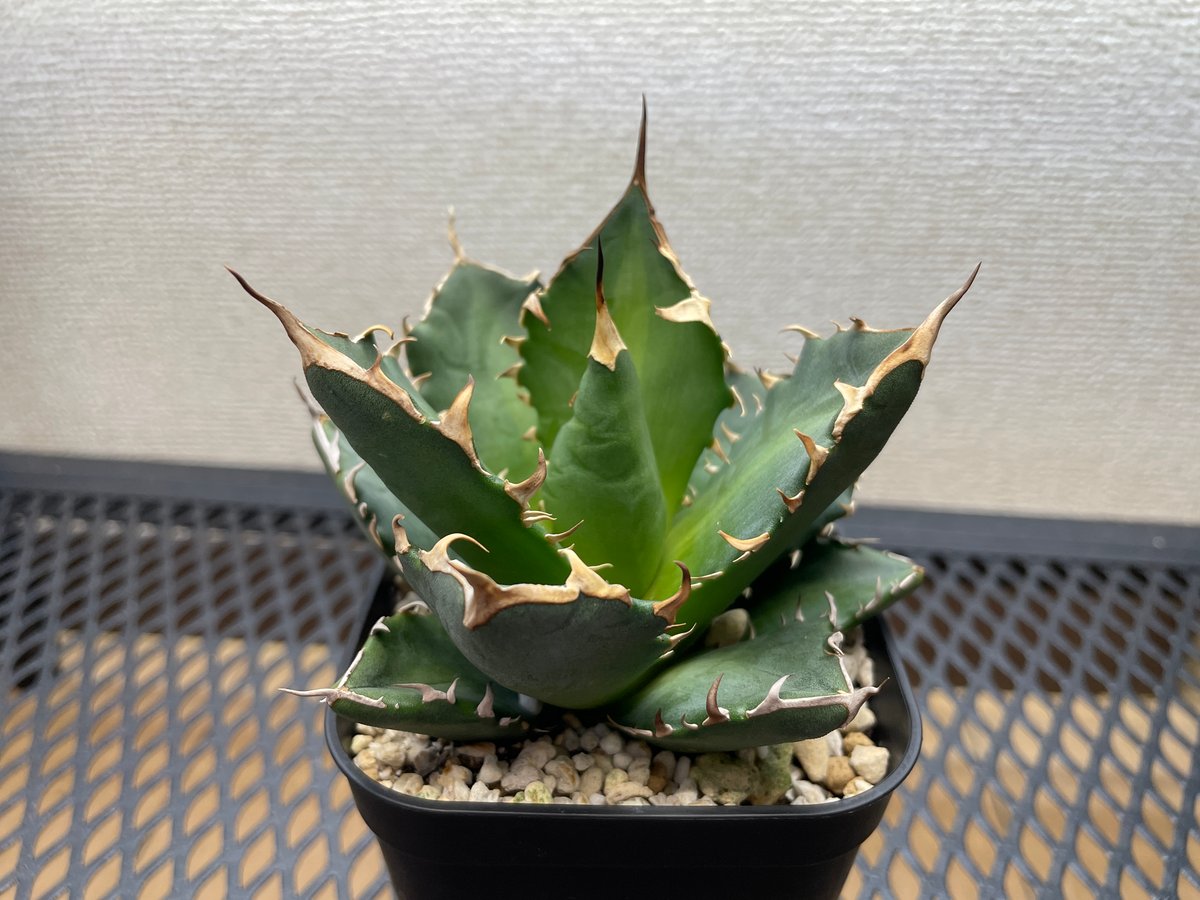 大株❗️アガベ　チタノタ　黒豹　ブラックパンサー アガベ・チタノタ「黒豹（ブラックパンサー）」小型A 台湾輸入・発根済
