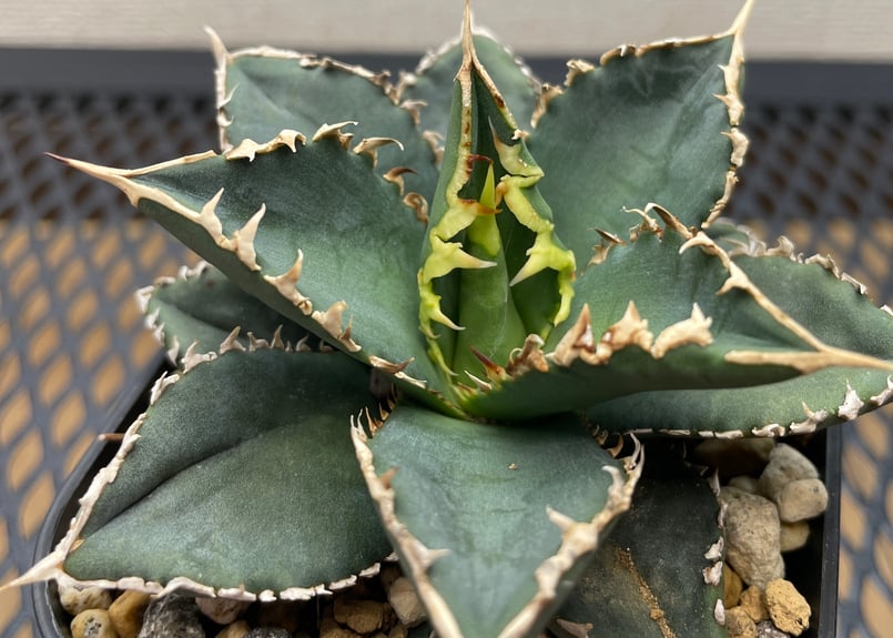 小型　アガベチタノタ　狼牙 🐺 . . ストレスカラーバキバキ #狼牙 #チタノタ狼牙 #メリクロン