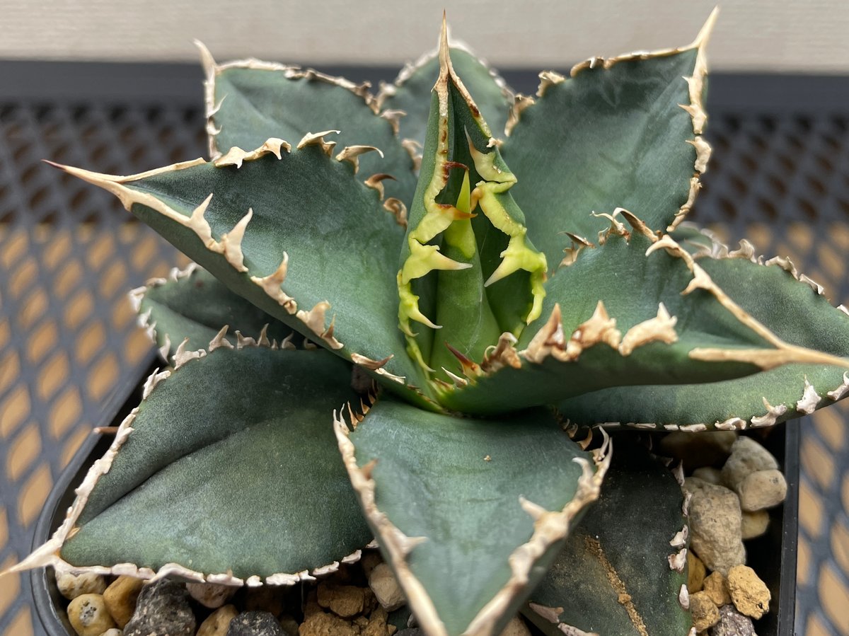 アガベ・チタノタ「狼人（Werewolf）」小型A台湾輸入・発根済 | アガベ