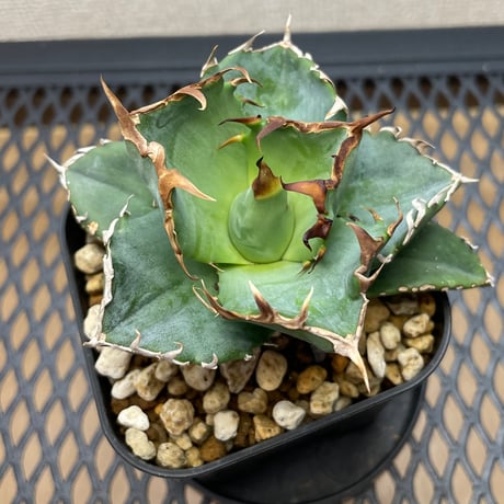 アガベ セット売り④ 緑犀牛、ウリエル実生 Yahoo!オークション -「アガベ 緑犀牛」の落札相場・落札価格