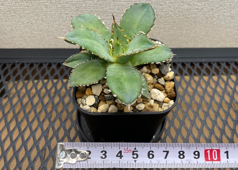 アガベ　フィリグリー　台湾産 フィリグリー（Lize産） 育てやすくて勝手に厳つくなってくれる