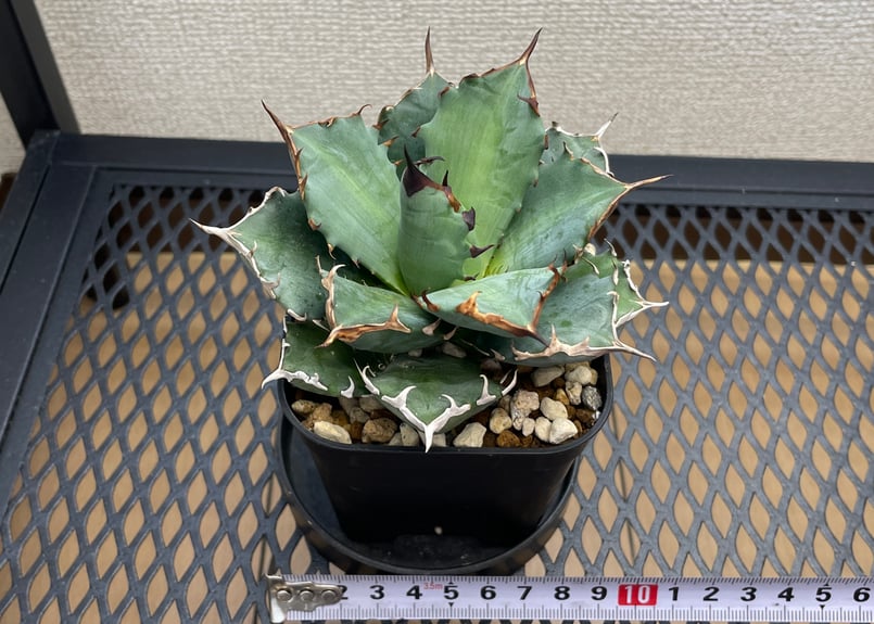 アガベ　チタノタ　姫厳龍　発根済み　コンパクト　ムチムチ　XZL産 アガベ・チタノタ「姫厳龍（ひめげんりゅう）」小型A台湾輸入・発根済