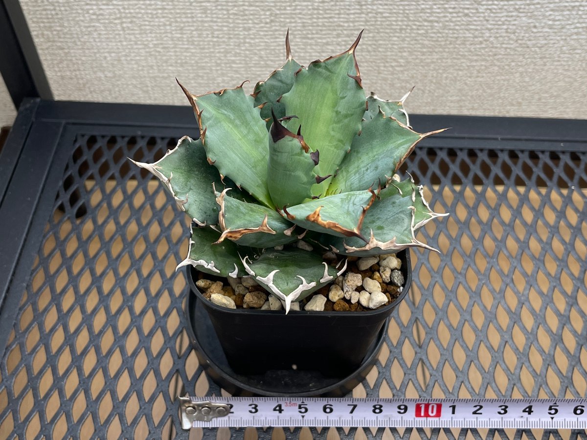 アガベ・チタノタ「姫厳龍（ひめげんりゅう）」小型A台湾輸入・発根済