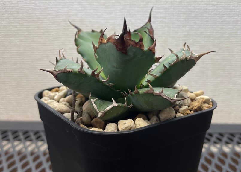 アガベ・チタノタ「姫厳龍（ひめげんりゅう）」小型B台湾輸入・発根済