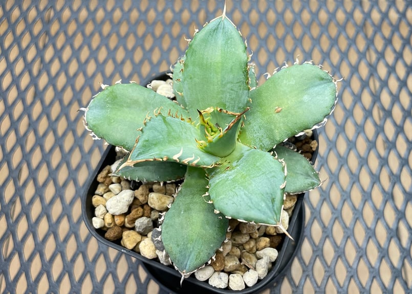 アガベ専門通販ショップ named one online store（ネームドワン