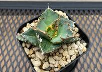 アガベ・チタノタ「緑犀牛（Green Rhino）」小型G 台湾輸入・発根済