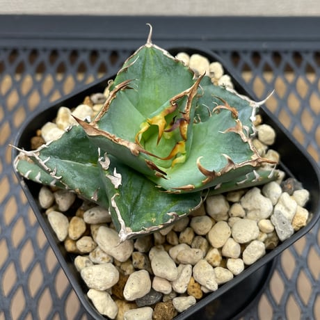 アガベ　緑犀牛　中株 とても良い株、緑犀牛 #agave #agavetitanota #agaveoteroi