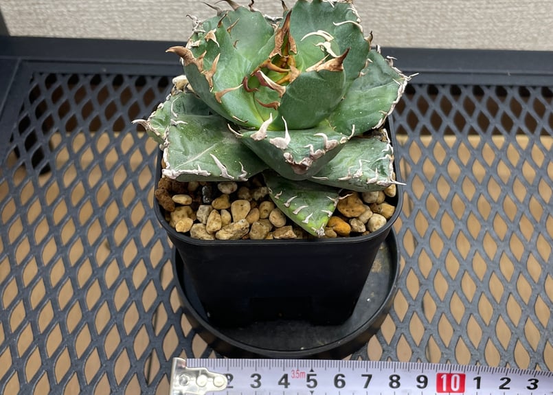 アガベ・チタノタ「魔丸（ままる）」小型A台湾輸入・発根済 | アガベ