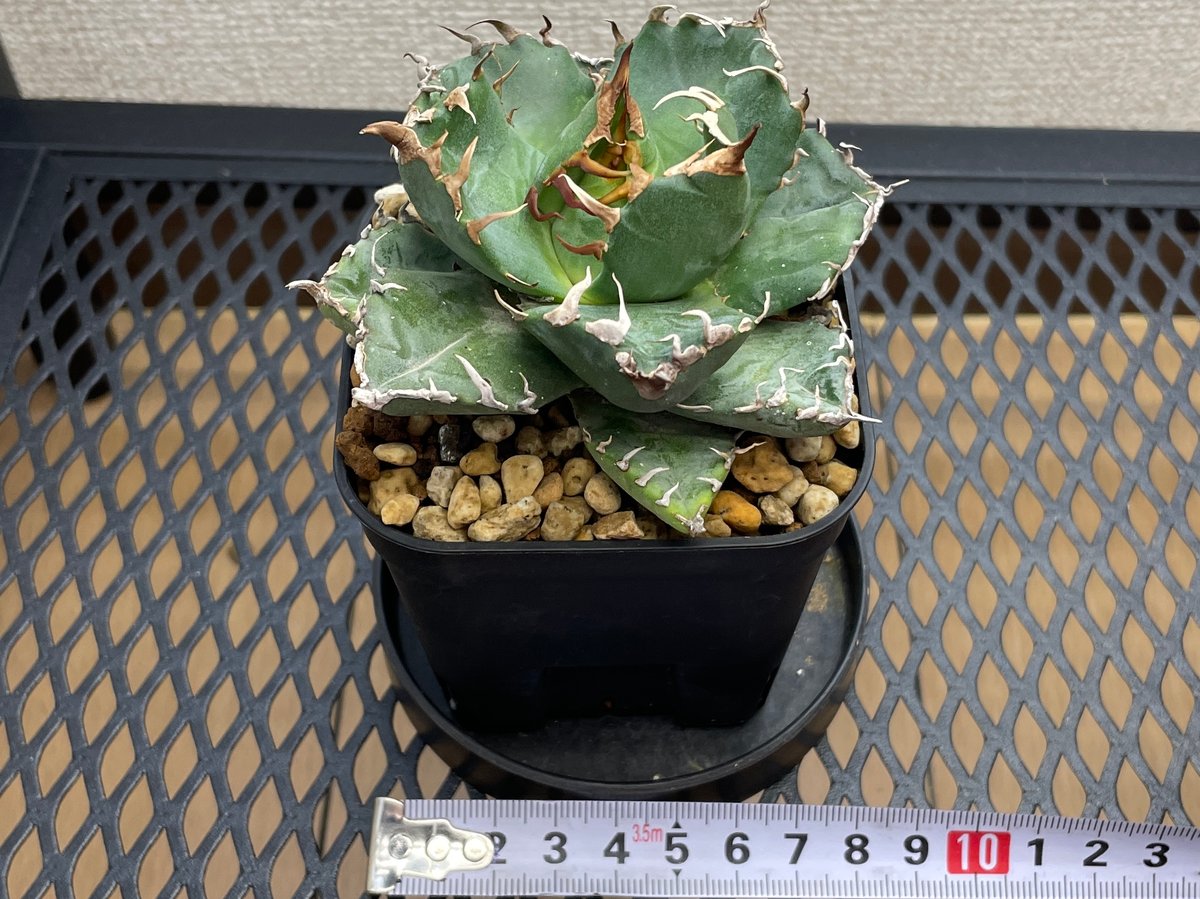 アガベ・チタノタ「魔丸（ままる）」小型A台湾輸入・発根済 | アガベ