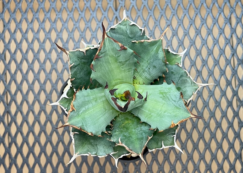 アガベ・チタノタ「姫厳龍（ひめげんりゅう）」小型A台湾輸入・発根済