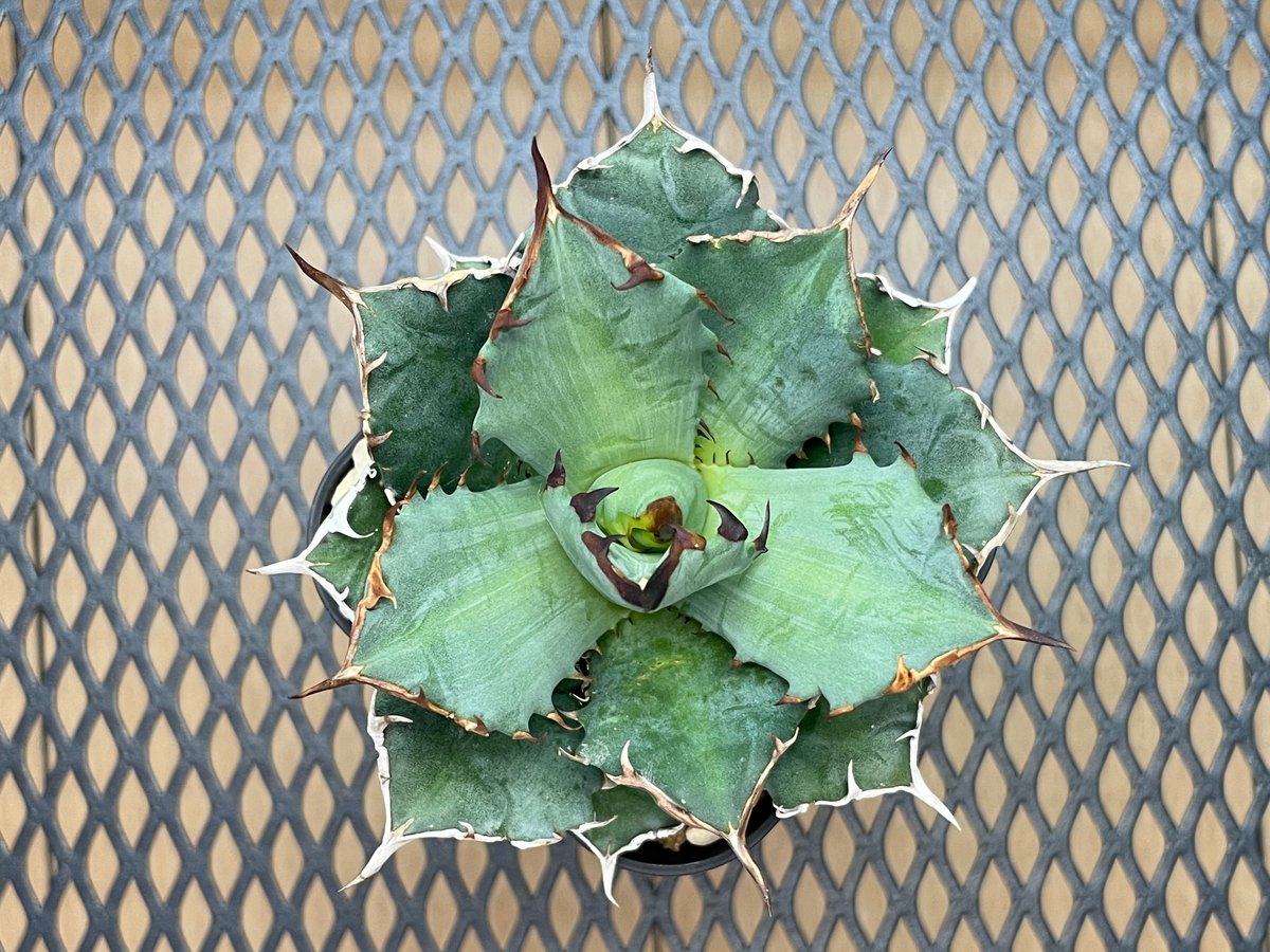 アガベ・チタノタ「姫厳龍（ひめげんりゅう）」小型A台湾輸入・発根済